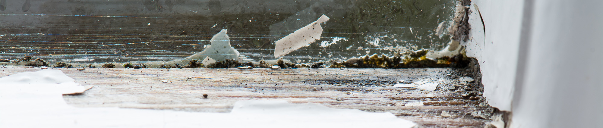 Photo of Dry & Wet Rot