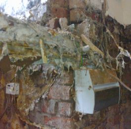 Dry Rot &lpar;Serpula lacrymans&rpar; mycellium: Click Here To View Larger Image